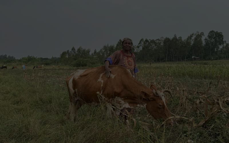 Protecting Animal Health in a Changing Climate: Cherehani Labs' Innovative Solutions
